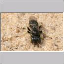 Oxybelus bipunctatus - Fliegenspiesswespe m03 5mm - Sandgrube Niedringhaussee.jpg